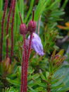 Phyllodoce Caerulea